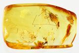 Detailed Fossil Parasitoid Wasp, Ant, and Hairy Mite in Baltic Amber #330606-2